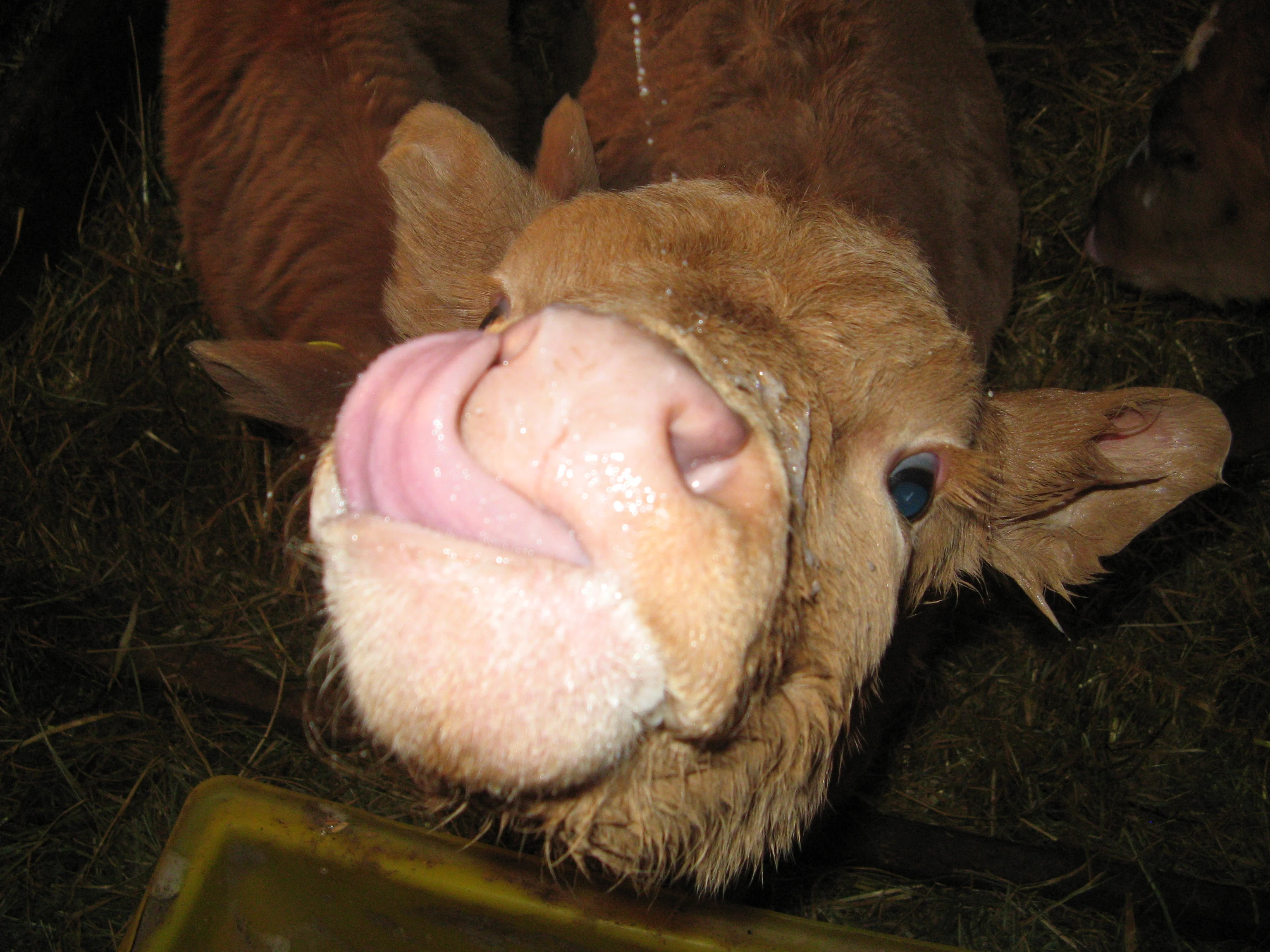 calf-licking-nose.jpg